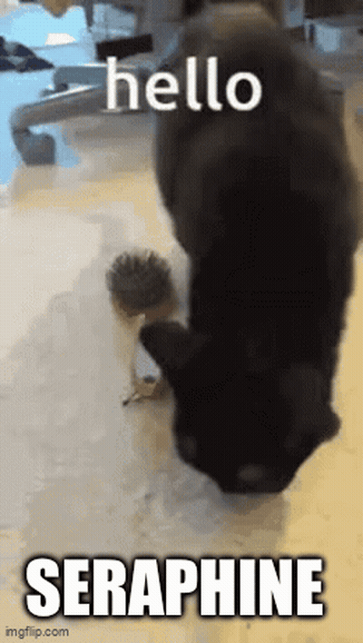 A Black Cat Is Playing With A Small Hedgehog And Says Hello Seraphine On The Bottom GIF