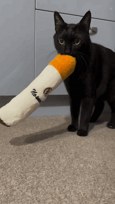 A Black Cat Is Playing With A Stuffed Cigarette That Says " No More " On It GIF