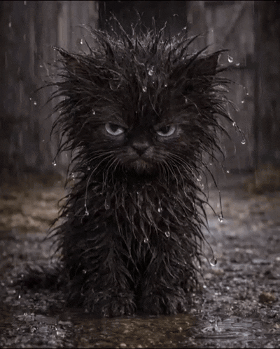 A Black Cat Is Sitting In A Puddle Of Water With Water Drops On Its Fur GIF