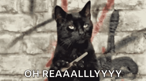 A Black Cat Is Sitting In Front Of A Brick Wall Holding A Toothbrush . GIF