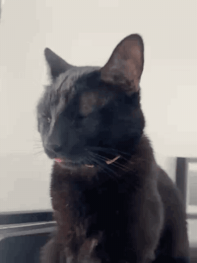 A Black Cat Is Sitting On A Table With Its Tongue Hanging Out . GIF