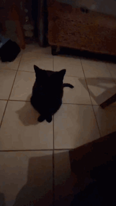 A Black Cat Is Sitting On A Tiled Floor Looking At The Camera GIF