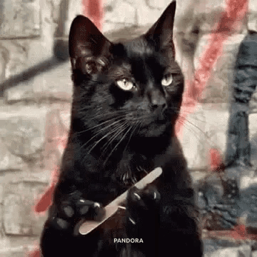 A Black Cat Is Sitting On Its Hind Legs Holding A Nail File . GIF