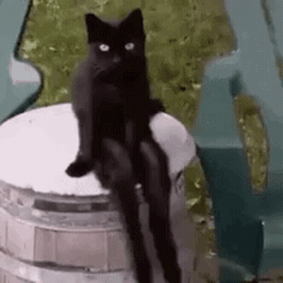 A Black Cat Is Sitting On Top Of A Barrel With Its Legs Crossed . GIF