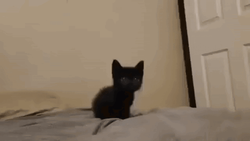 A Black Cat Is Sitting On Top Of A Bed Looking At The Camera . GIF