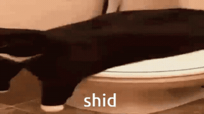 A Black Cat Is Sitting On Top Of A Toilet With The Word Shid Written On The Bottom . GIF