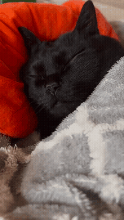 A Black Cat Is Sleeping On A Gray And White Blanket GIF