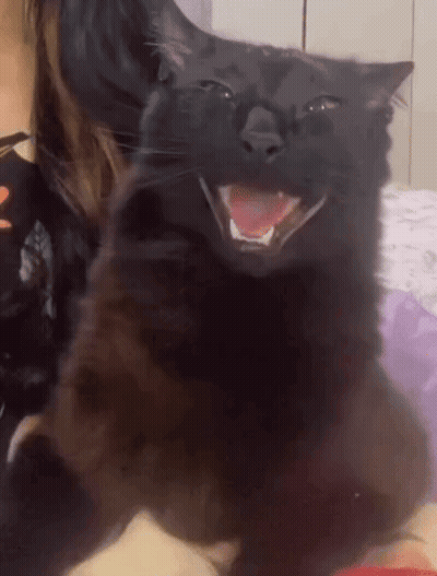 A Black Cat Is Smiling With Its Mouth Open GIF