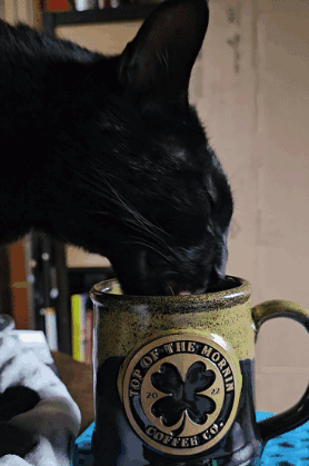 A Black Cat Is Sniffing A Coffee Mug That Says Top Of The Morning Coffee Co. GIF