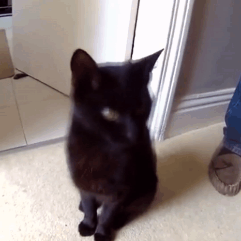 A Black Cat Is Standing In Front Of A Doorway GIF