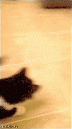 A Black Cat Is Standing Next To A Pink Shirt On A Tiled Floor . GIF