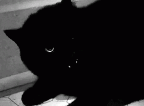 A Black Cat Is Standing On A Tiled Floor With Its Mouth Open And Looking At The Camera . GIF