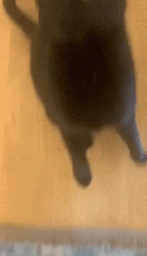 A Black Cat Is Standing On A Wooden Floor And Looking Up At The Camera . GIF