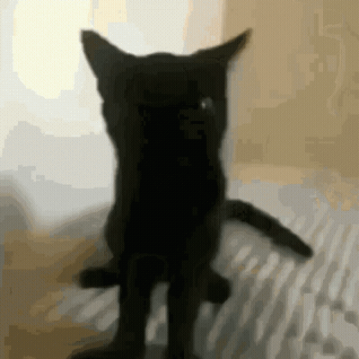 A Black Cat Is Standing On Its Hind Legs GIF