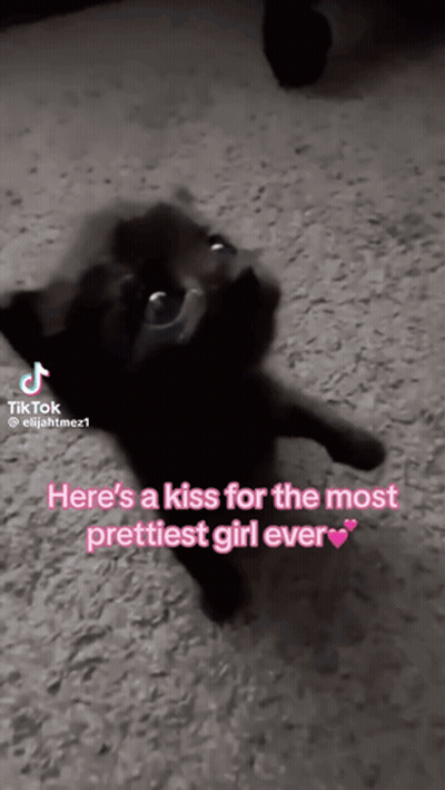 A Black Cat Is Standing On Its Hind Legs And Looking Up At The Camera While A Tik Tok Video Says Here 'S A Kiss GIF