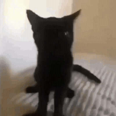 A Black Cat Is Standing On Its Hind Legs On A Bed Looking At The Camera . GIF