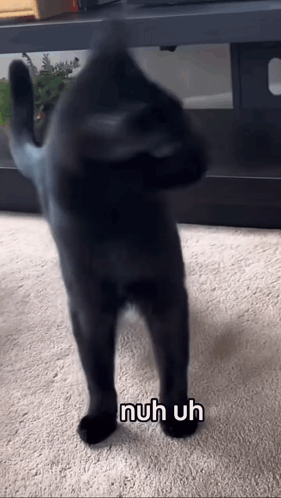 A Black Cat Is Standing On Its Hind Legs With The Words Nuh Uh Written Below It . GIF