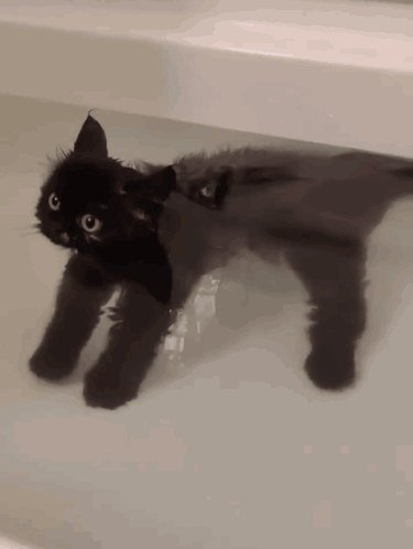 A Black Cat Is Swimming In A Bath Tub GIF