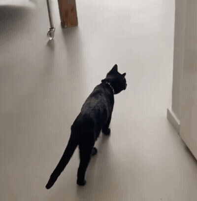 A Black Cat Is Walking Across A White Floor . GIF