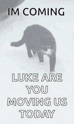 A Black Cat Is Walking In The Snow With The Words `` I 'M Coming Luke Are You Moving Us Today '' GIF