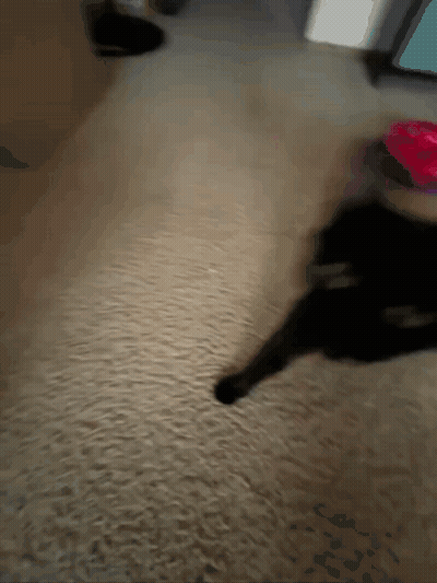 a black cat is walking on a carpet in a room