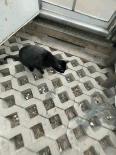 A Black Cat Is Walking On A Concrete Floor GIF