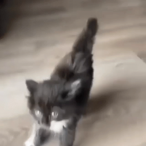 A Black Cat Is Walking On A Wooden Floor With A White Object In Its Mouth . GIF