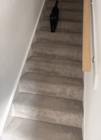 A Black Cat Is Walking Up A Set Of Carpeted Stairs GIF