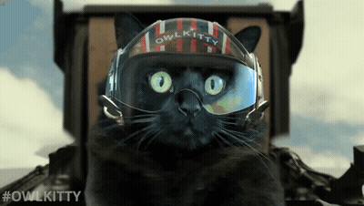 A Black Cat Is Wearing A Helmet That Says Owl Kitty GIF