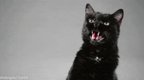 A Black Cat Is Yawning With Its Mouth Open And Its Tongue Hanging Out . GIF