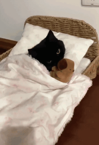 A Black Cat Laying In A Wicker Bed With A Stuffed Animal GIF