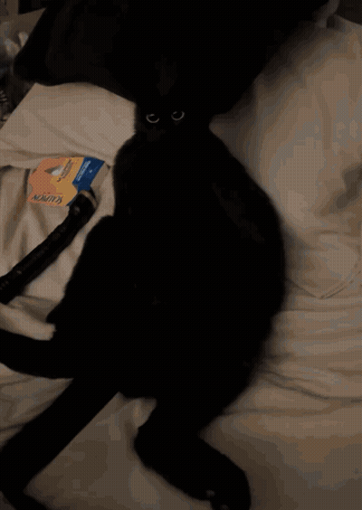 A Black Cat Laying On A Bed Next To A Hose That Says Kink On It GIF