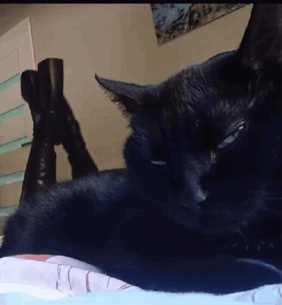 A Black Cat Laying On A Bed With A Pair Of Boots On Its Legs GIF