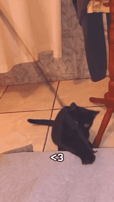 A Black Cat Laying On A Bed With A Sticker That Says ' < 3 ' On It GIF