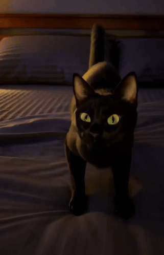 A Black Cat Laying On A Bed With Its Mouth Wide Open GIF