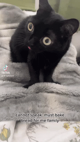 A Black Cat Laying On A Blanket With A Caption That Says ' Cannot Speak Must Bake Bread For Me Family ' GIF