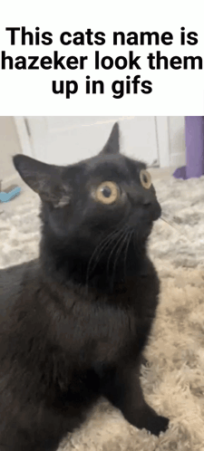 A Black Cat Laying On A Rug With The Caption This Cats Name Is Hazeker Look Them Up In Gifs GIF