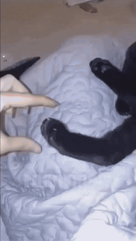 A Black Cat Laying On A White Blanket With A Person 'S Fingers On It GIF