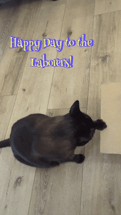 A Black Cat Laying On The Floor With The Words Happy Day To The Laborers Written Above It GIF