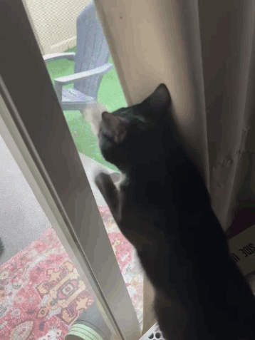A Black Cat Looking Out A Sliding Glass Door With A Chair In The Background GIF
