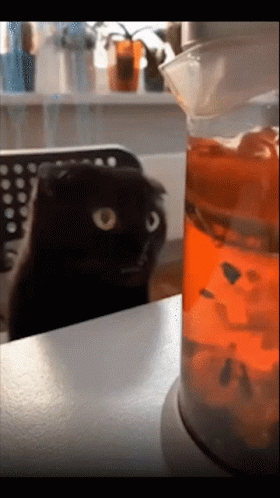 A Black Cat Looks At A Beaker Of Orange Liquid GIF