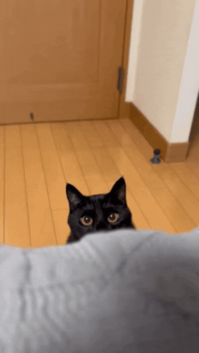 A Black Cat Peeking Over A Pillow In A Room GIF