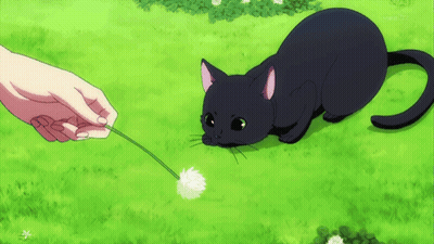 A Black Cat Playing With A Dandelion In A Field GIF