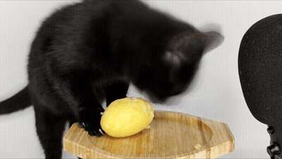 A Black Cat Reaches For A Lemon On A Wooden Cutting Board GIF