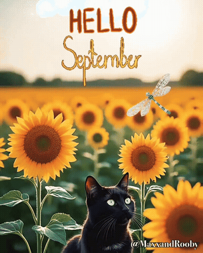 A Black Cat Sits In A Field Of Sunflowers With The Words Hello September Written Above It GIF