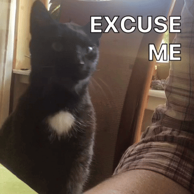 A Black Cat Sitting Next To A Person With The Words Excuse Me Written On The Bottom GIF