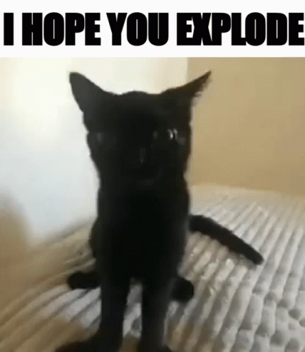 A Black Cat Sitting On A Bed With The Words " I Hope You Explode " Below It GIF