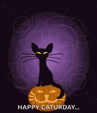 A Black Cat Sitting On Top Of A Pumpkin With The Words Happy Saturday GIF