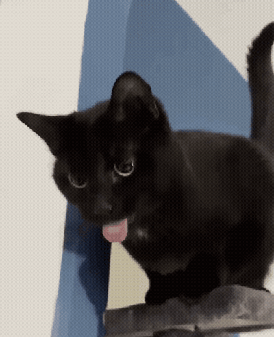 A Black Cat Sticking Its Tongue Out While Looking At The Camera GIF