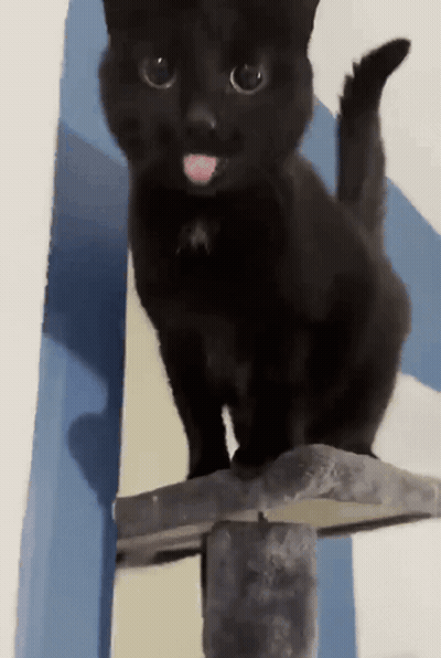 A Black Cat Sticking Its Tongue Out While Standing On A Shelf GIF